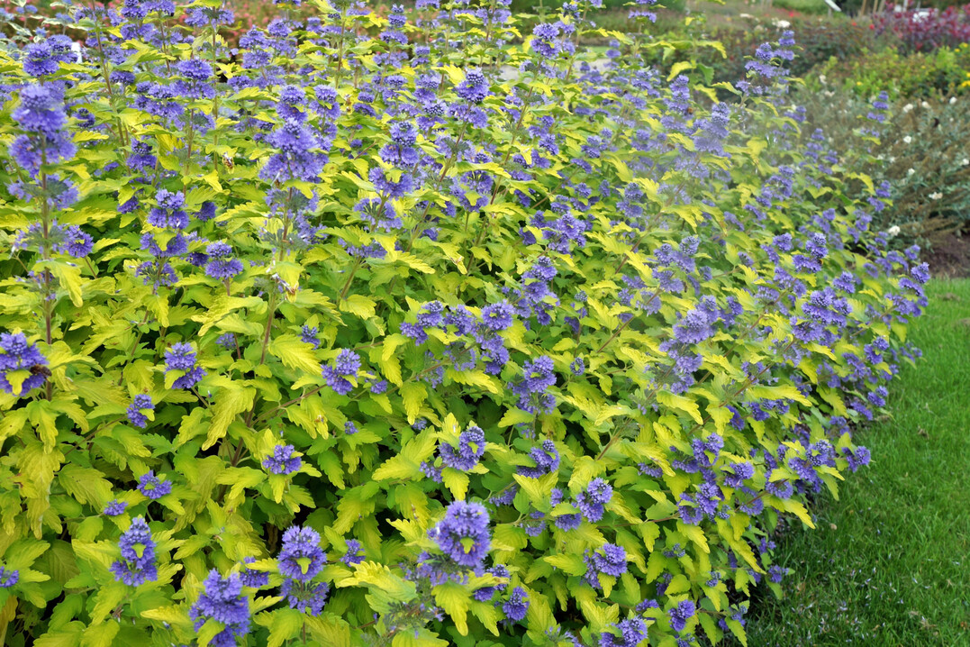 Das leuchtende Blau der Bartblumenblten lockt im Herbst noch viele Insekten an.