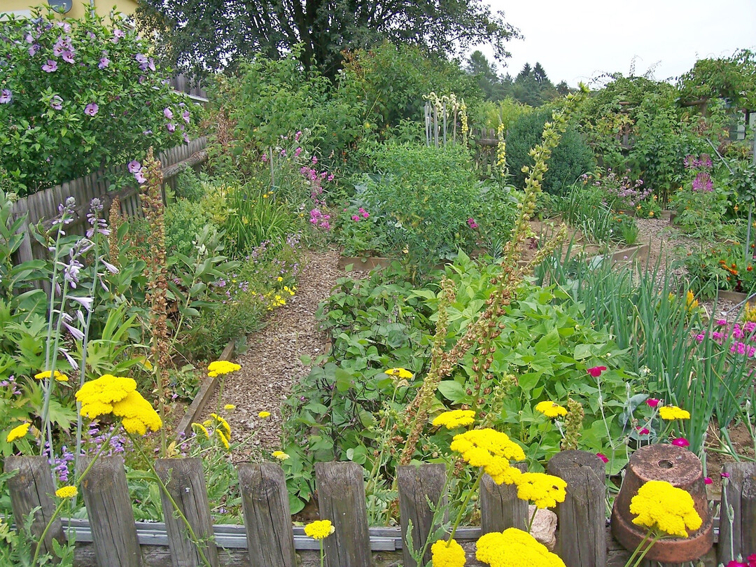 Wenn im September im Gemüsegarten erste Lücken entstehen, ist es Zeit für kleinere Neuaussaaten.