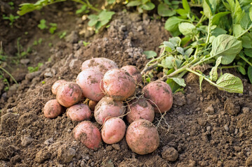 Frisch geerntete Kartoffeln