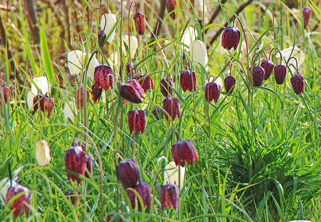 Die Schachbrettblume und ihre weiblhende Sorte Alba sind geschtzte heimische Wildpflanzen