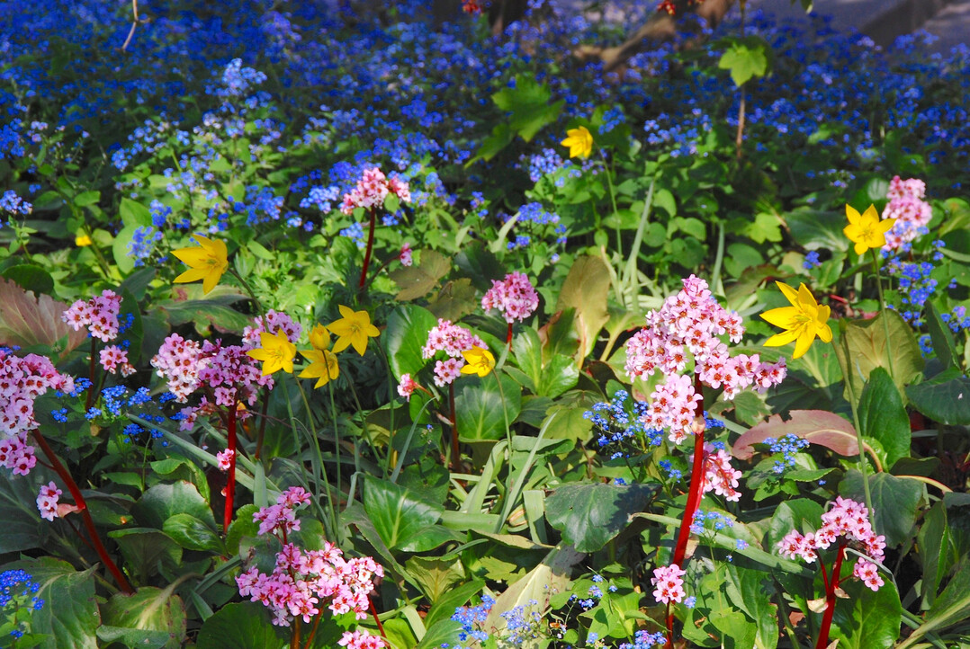 <i>Bergenia cordifolia</i>
,
<i>Tulipa sylvestris</i>
und
<i>Myosotis sylvatica</i>
wirken, als wären sie natürlicherweise hier gewachsen