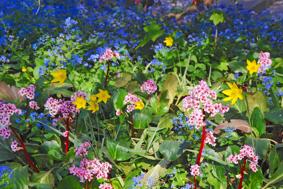 <i>Bergenia cordifolia</i>
, 
<i>Tulipa sylvestris</i>
 und 
<i>Myosotis sylvatica</i>
 wirken, als wren sie natrlicherweise hier gewachsen