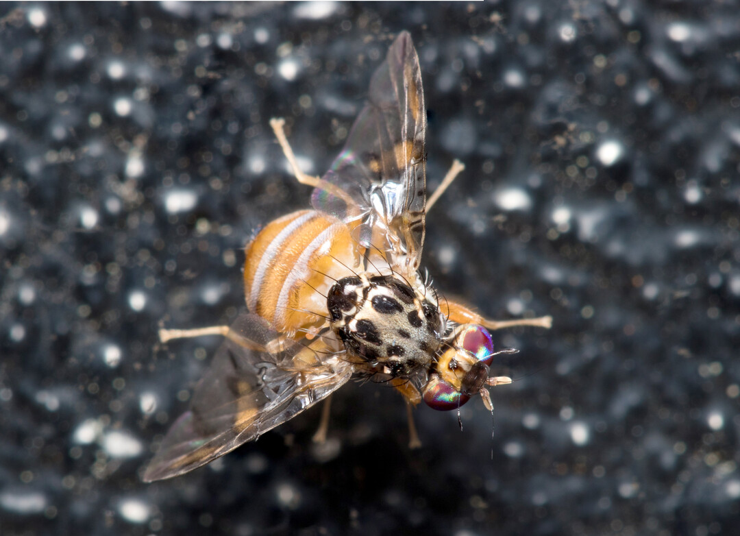 Mittelmeerfruchtfliege (
<i>Ceratitis capitata</i>
)