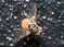 Mittelmeerfruchtfliege (
<i>Ceratitis capitata</i>
)