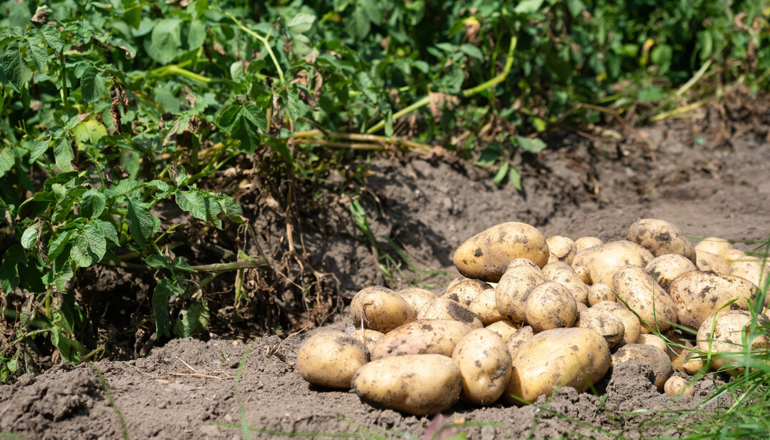 Frisch geerntete Kartoffeln auf dem Acker