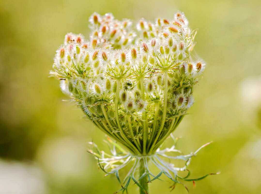 Samen einer Wilden Mhre (
<i>Daucus carota</i>
)