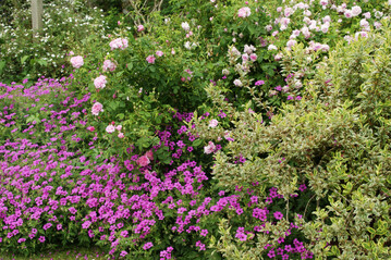 Bei Pflanzungen mit Rosen und anderen Struchern und Bodendeckern sollten Rosen in der Gestaltung die Hauptrolle spielen.