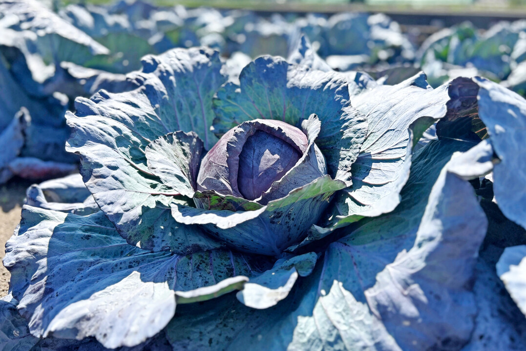 Hohe Lichtintensitäten fördern die Bildung gesundheitsfördernder Stoffe in Rotkohl