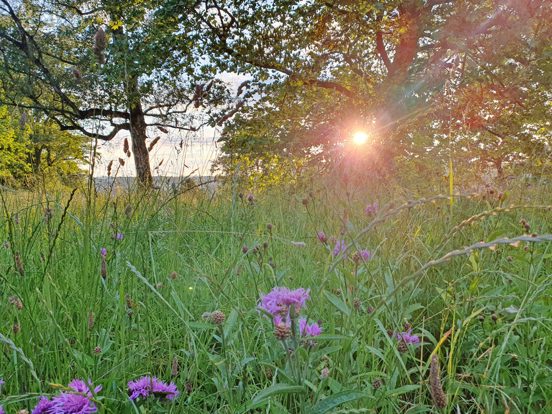 Insbesondere Untersuchungen an Bumen fhrten zu der Hypothese, dass die Sommersonnenwende als Schalter fungiert, um das vegetative Wachstum fr das laufende Jahr zu beenden