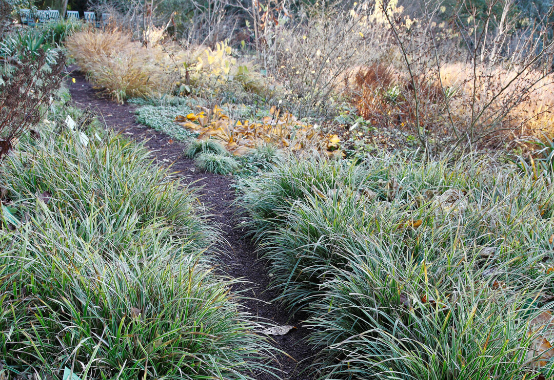 Nicht nur Koniferen können „Immergrün“, sondern auch viele Stauden, Gräser und Farne