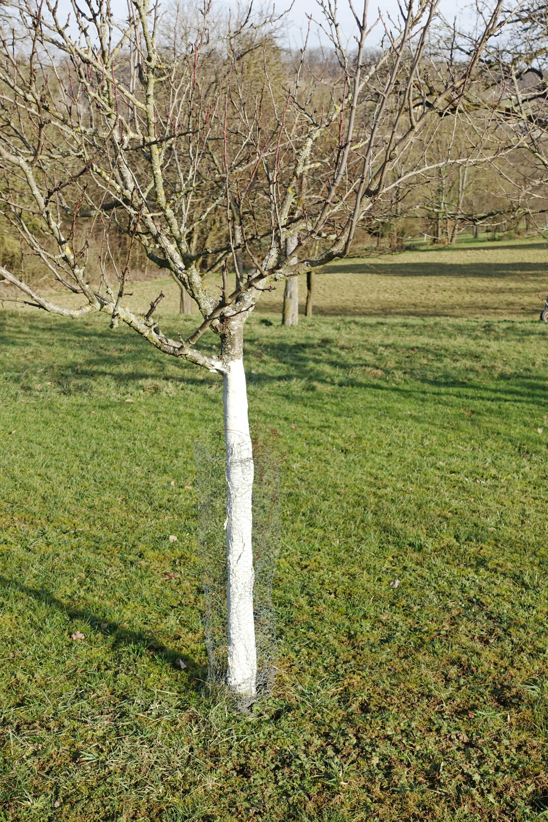 Mit Stammschutzfarbe vor Frostrissen gut geschtzter Zwetschgen-Jungbaum 