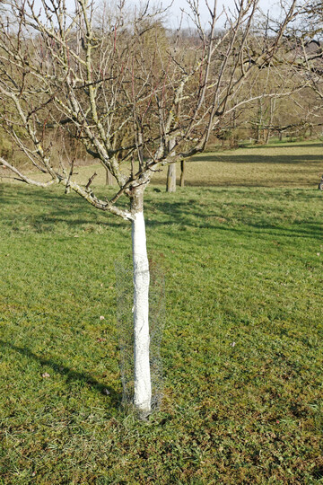 Mit Stammschutzfarbe vor Frostrissen gut geschtzter Zwetschgen-Jungbaum 