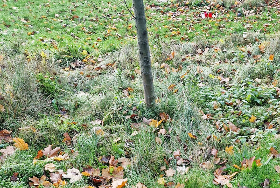 Neuer Friedhof Harburg – An den Verstorbenen erinnert auf dem Streuobsthain ein ebenerdiges, nach oben abschließendes Grabstättensiegel aus Bronzeguss
