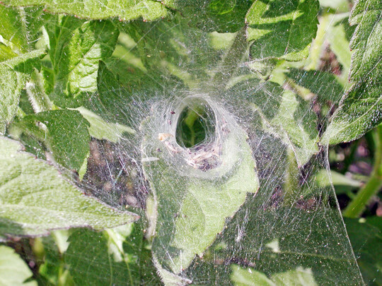 Trichternetz einer Spinne