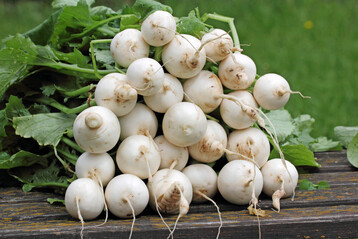 Mair�ben z�hlen nach dem langen Winter zum ersten frischen Gem�se 