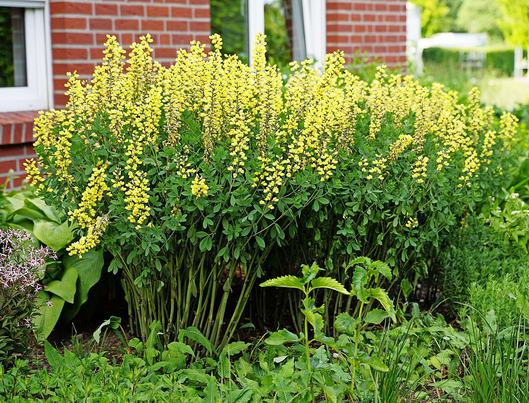 Baptisia × cultorum ‘Lemon Meringue’