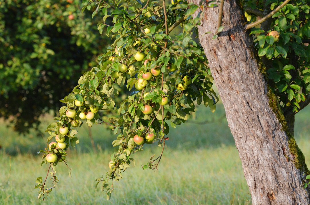 Apfelbaum im Herbst auf der Streuobstwiese