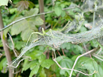 Ein Gespinst mit den Raupen der Gespinstmotten.