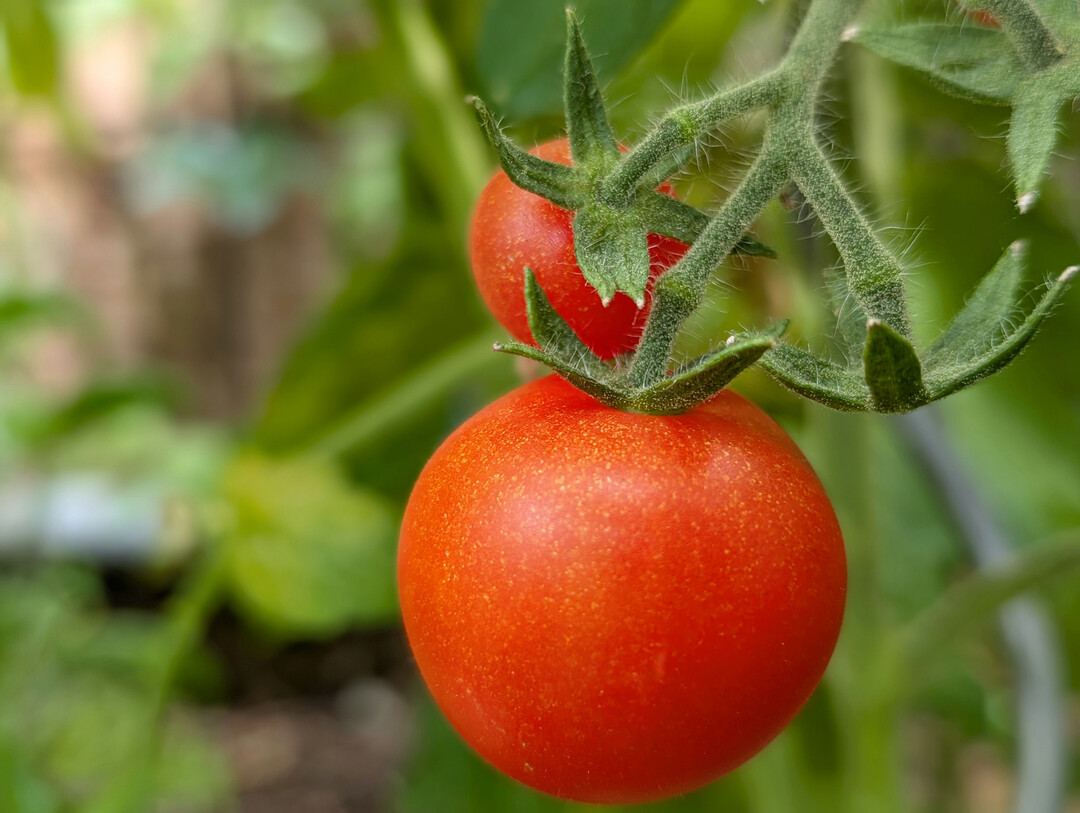 Genomeditierte Tomatenpflanzen mit kompaktem Wuchs: Sie bleiben klein wie ein Salatkopf, tragen aber zahlreiche Frchte  ideal fr den platzsparenden Anbau im Vertical Farming.