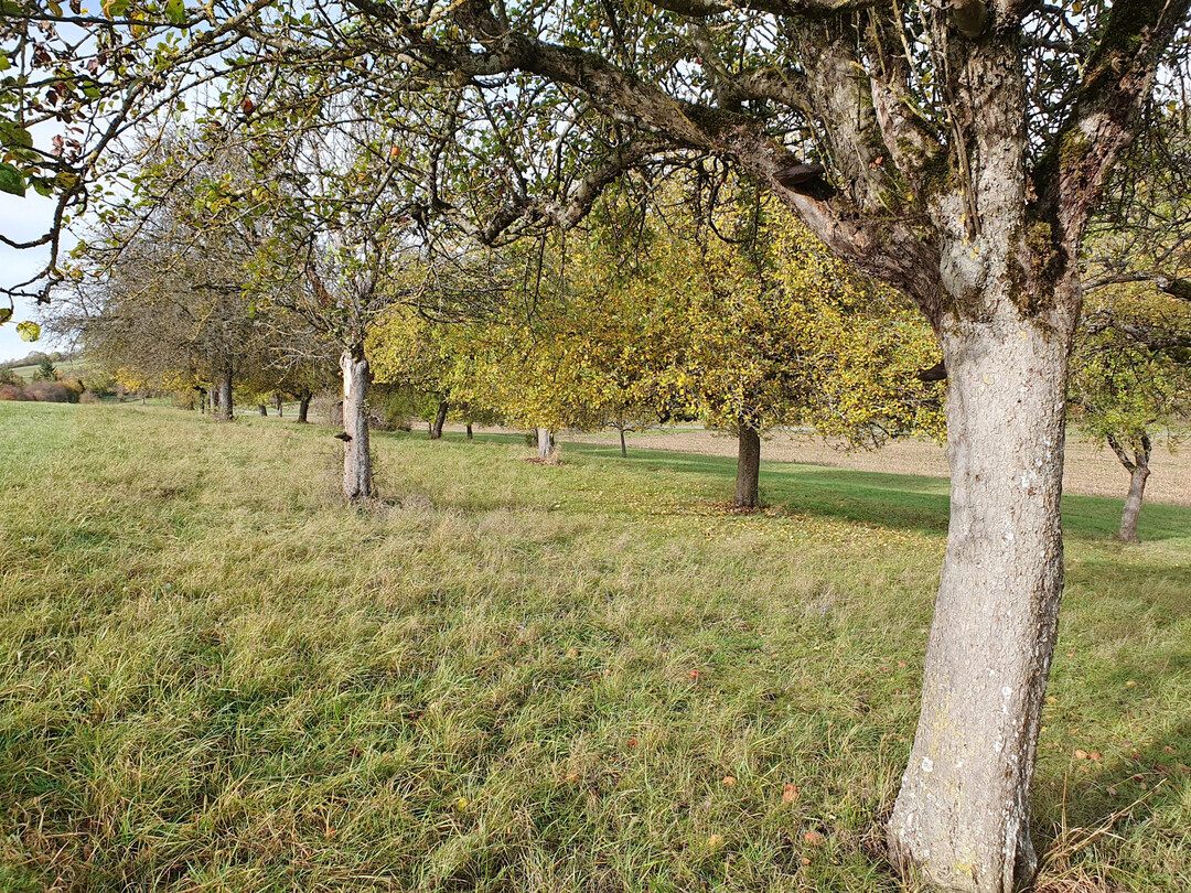 Oftmals werden Streuobstwiesen bereits nahezu nach Bio-Standards gepflegt