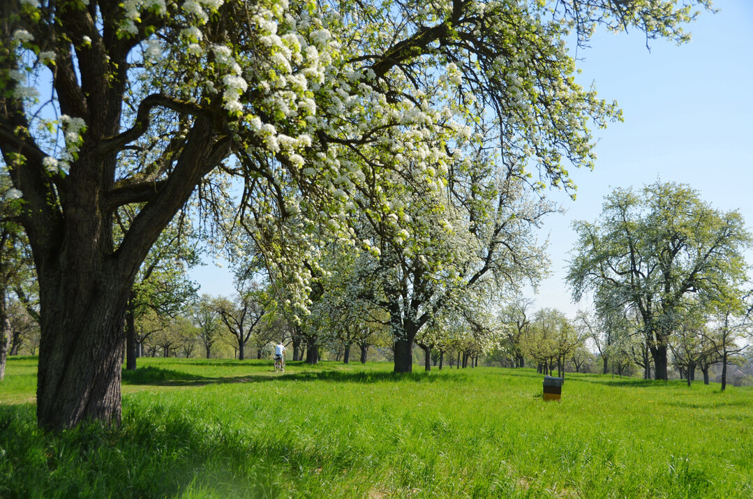 Der Obstbaum ist eine Kulturpflanze, die regelmiger Pflege bedarf, wenn Stabilitt der Krone und regelmiger Ertrag gewhrleistet sein sollen.