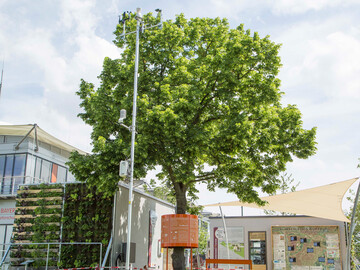 Tilia, die Winterlinde an der Klima-Forschungs-Station auf der Landesgartenschau 2018 Wrzburg