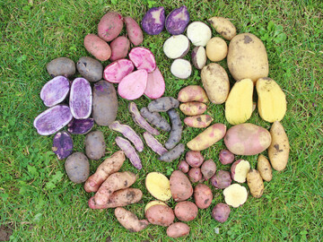 Rund 5000 Kartoffelsorten gibt es weltweit, die sich nicht nur in Form und Farbgebung, sondern auch im Geschmack unterscheiden