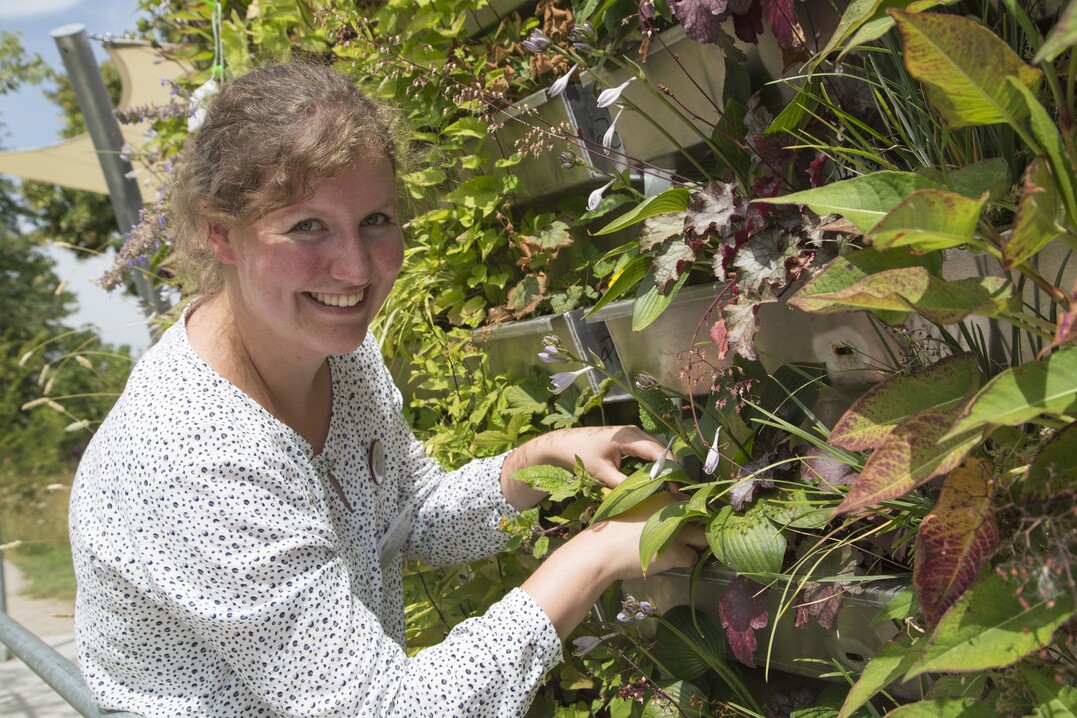 Versuchsingenieurin Johanne Bohl hat die Bepflanzung der grnen Wnde immer im Blick: Dabei kommen nicht nur Arten (wie z. B. Heuchera, Grser oder Katzenminze) zum Einsatz, die sich bei Fassadenbegrnungen bereits bewhrt haben. Mit beispielsweise Wald-Astern oder dem Kerzen-Knterich stehen auch neue Arten auf dem Prfstand, die hinsichtlich Hitzetoleranz und Khlwirkung getestet werden