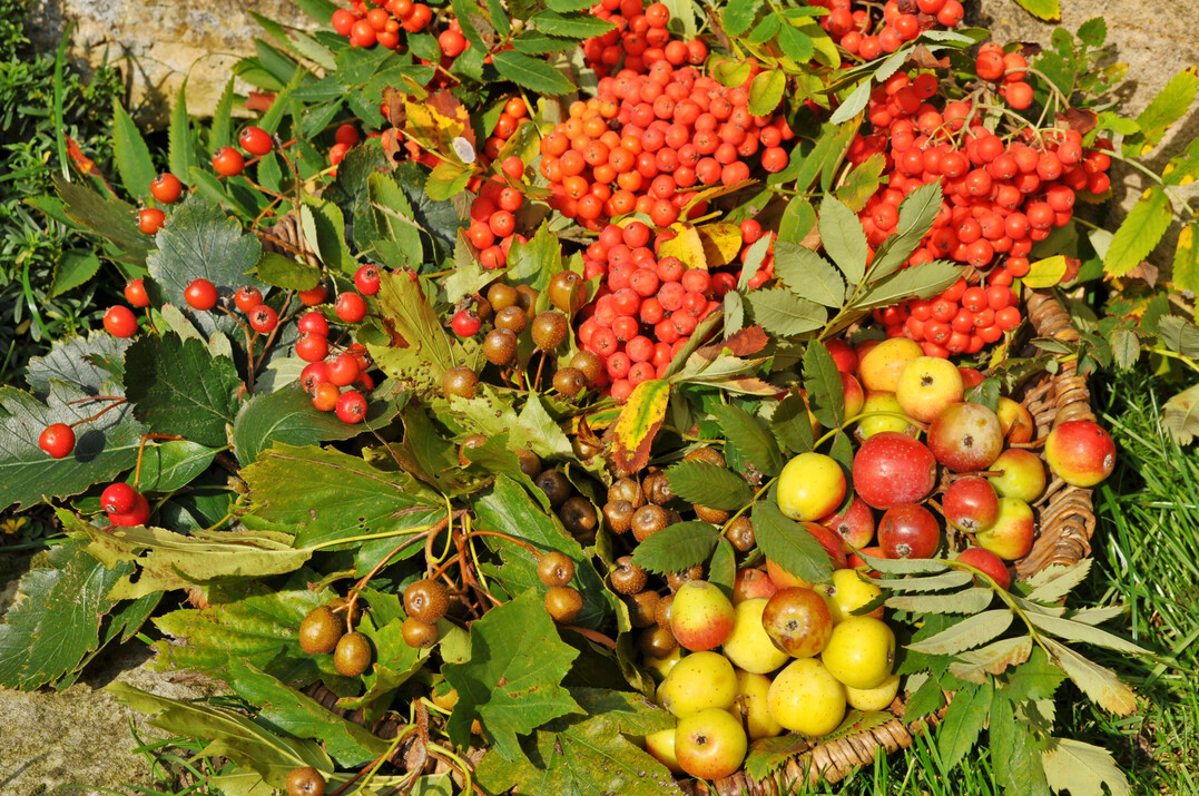 Sorbus-Arten: Elsbeeren, Mehlbeeren, Vogelbeeren und Speierlingsfrüchte