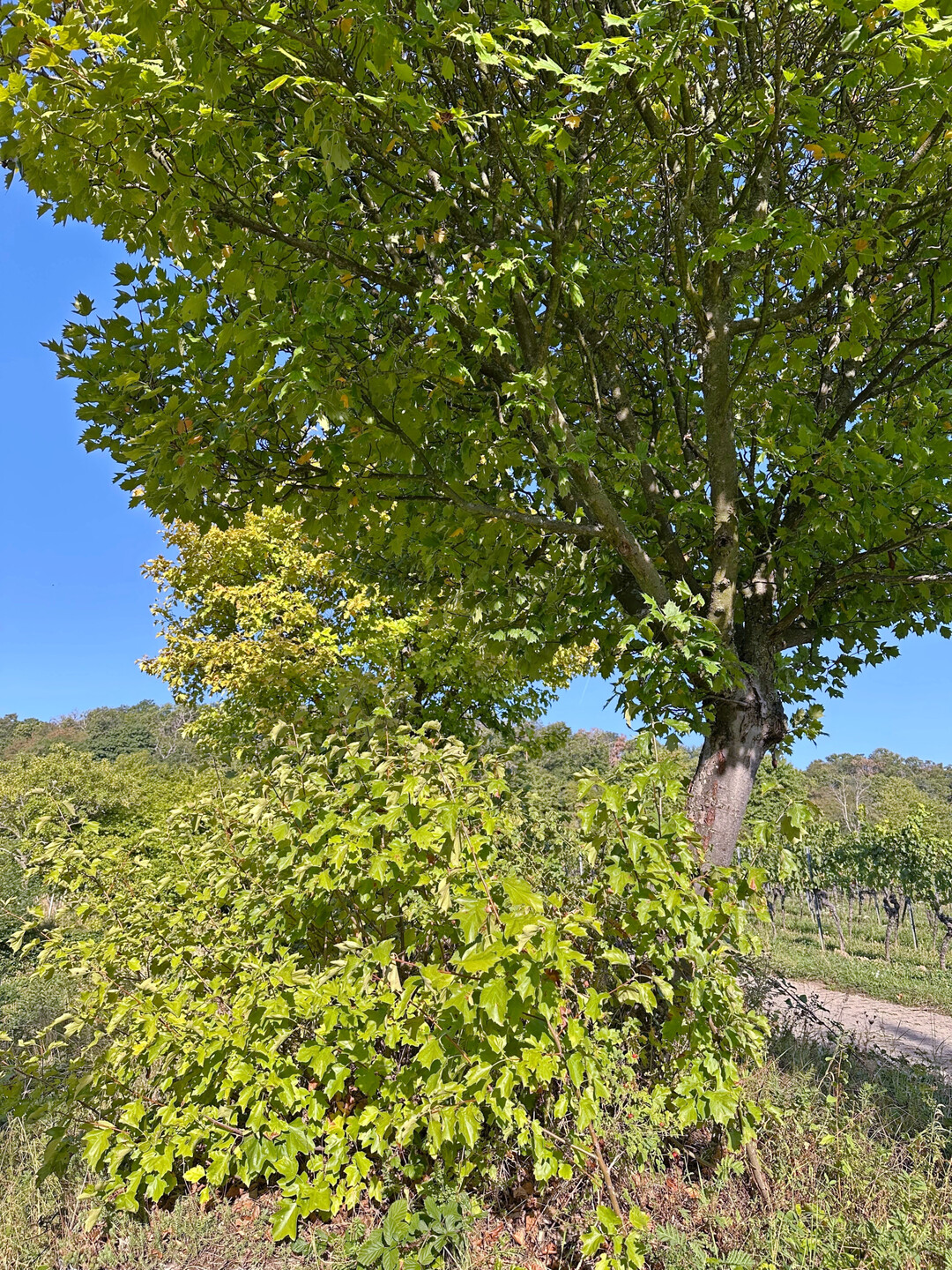 Elsbeerenbaum in einer Weinbaugegend mit Wurzelausläufern