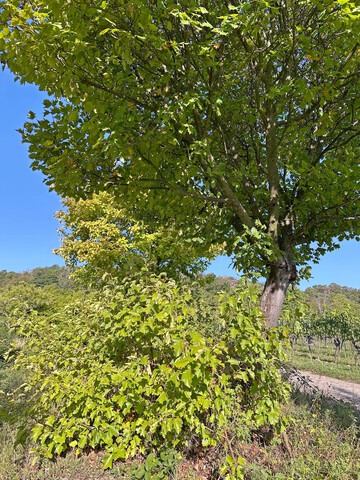 Elsbeerenbaum in einer Weinbaugegend mit Wurzelauslufern
