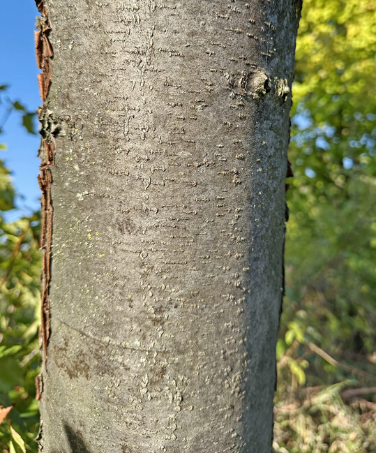 Noch glatte Rinde bei Bäumen unter 15 Jahren