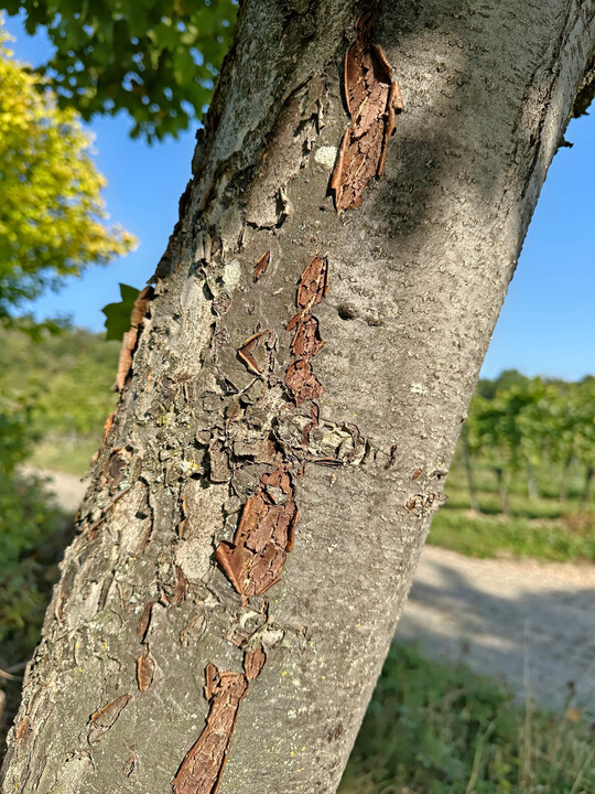 Dann beginnt die Rinde borkig zu werden