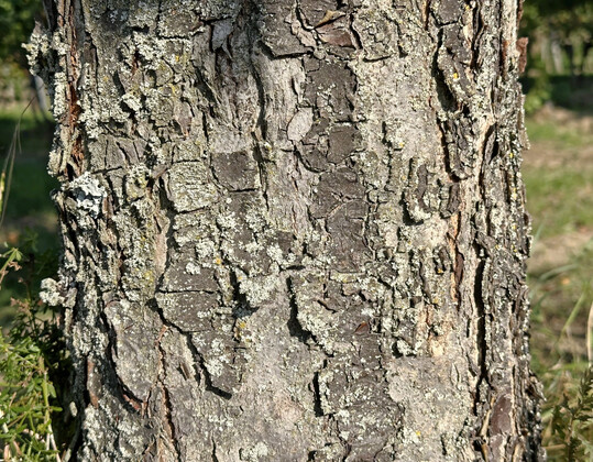 Alte Stämme ähneln alten Birnbaum-Borken