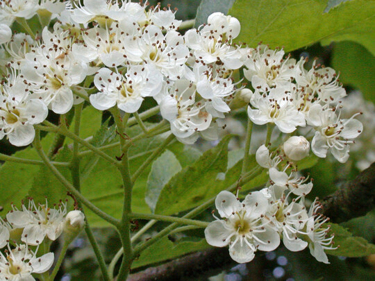 Blütenstand der Elsbeere