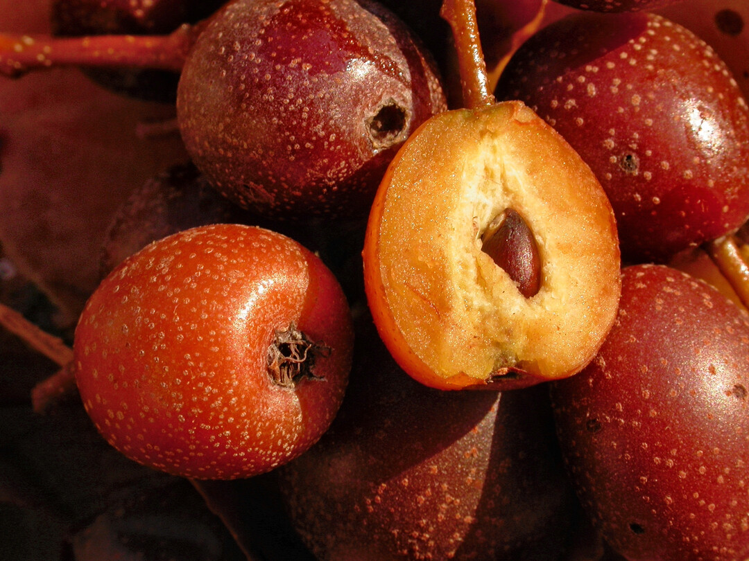 Reife Früchte der Elsbeere sind innen bereits orangebraun und nicht mehr weiß, außen wechselt die Schale von bronzefarben nach braunweiß