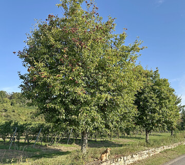 Elsbeerbume an einem sehr trockenen Standort