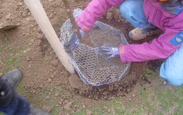Bei der Neupflanzung eines Baumes sollte ein Whlmauskorb um die Wurzeln gelegt werden.