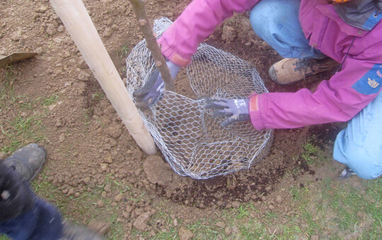 Bei der Neupflanzung eines Baumes sollte ein Wühlmauskorb um die Wurzeln gelegt werden.
