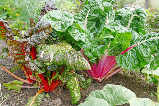 Buntes Gemse sorgt fr Farbe im winterlichen Beet und gesunde Frische auf dem Teller.