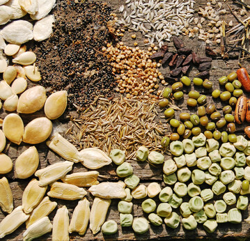 Samen gibt es in allen erdenklichen Farben und Formen und eignen sich daher als eine vielfltige Grundlage zum Basteln. 