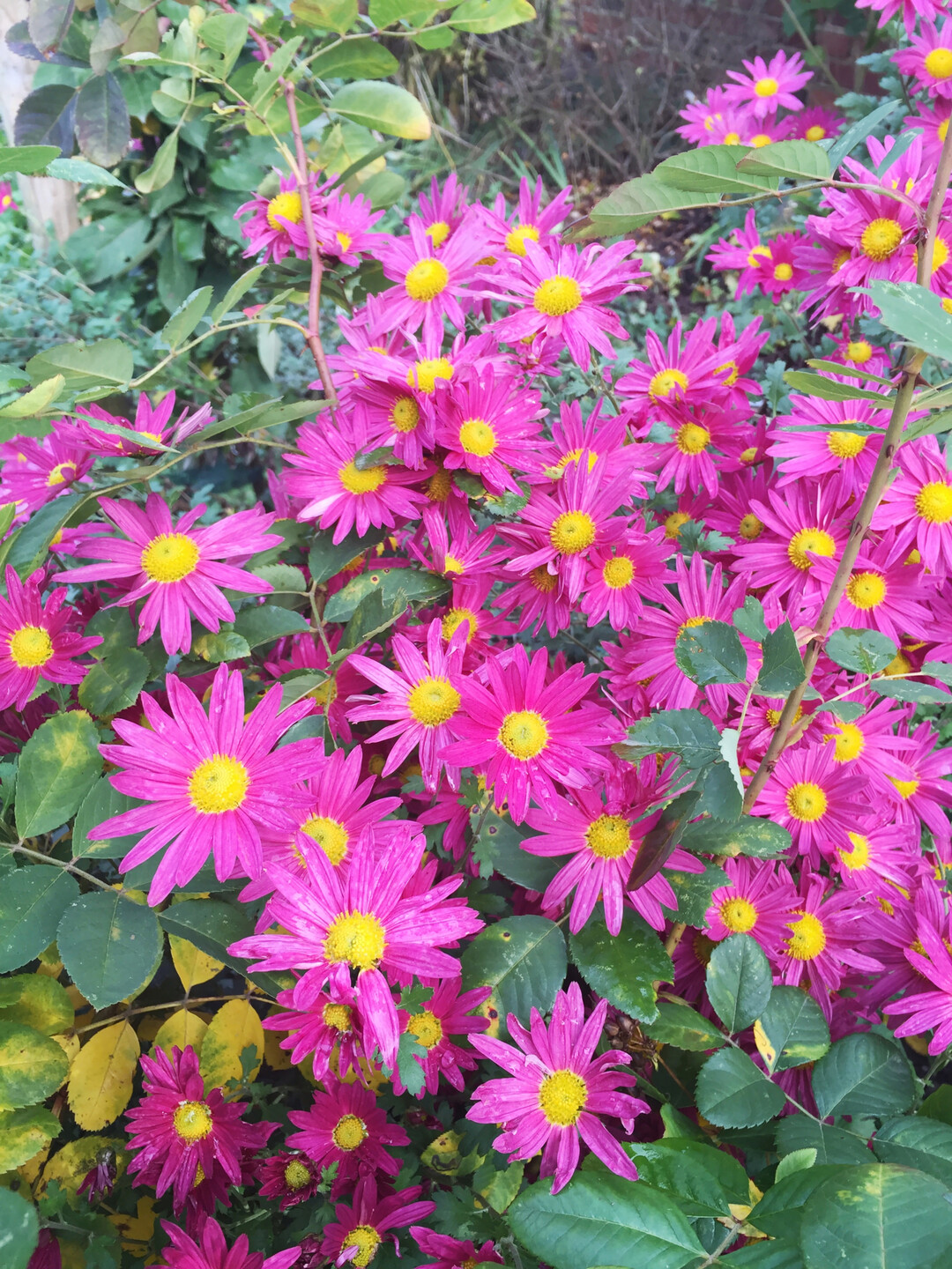 Herbstchrysanthemen sorgen für die letzten Farbtupfer im herbstlichen Garten.