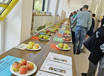 Obstsortenkartierung und Ausstellung