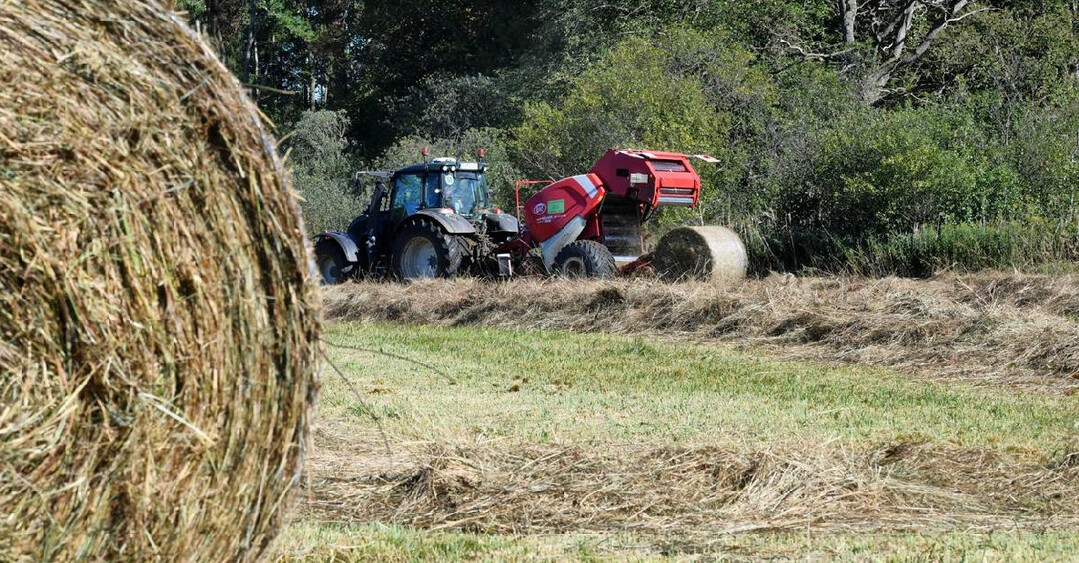 Die Verwertung von Landschaftspflegegras erfolgt sehr unterschiedlich und hngt u.a. von den Strukturen vor Ort ab. Im besten Fall bleibt das Grngut im landwirtschaftlichen Stoffkreislauf. 