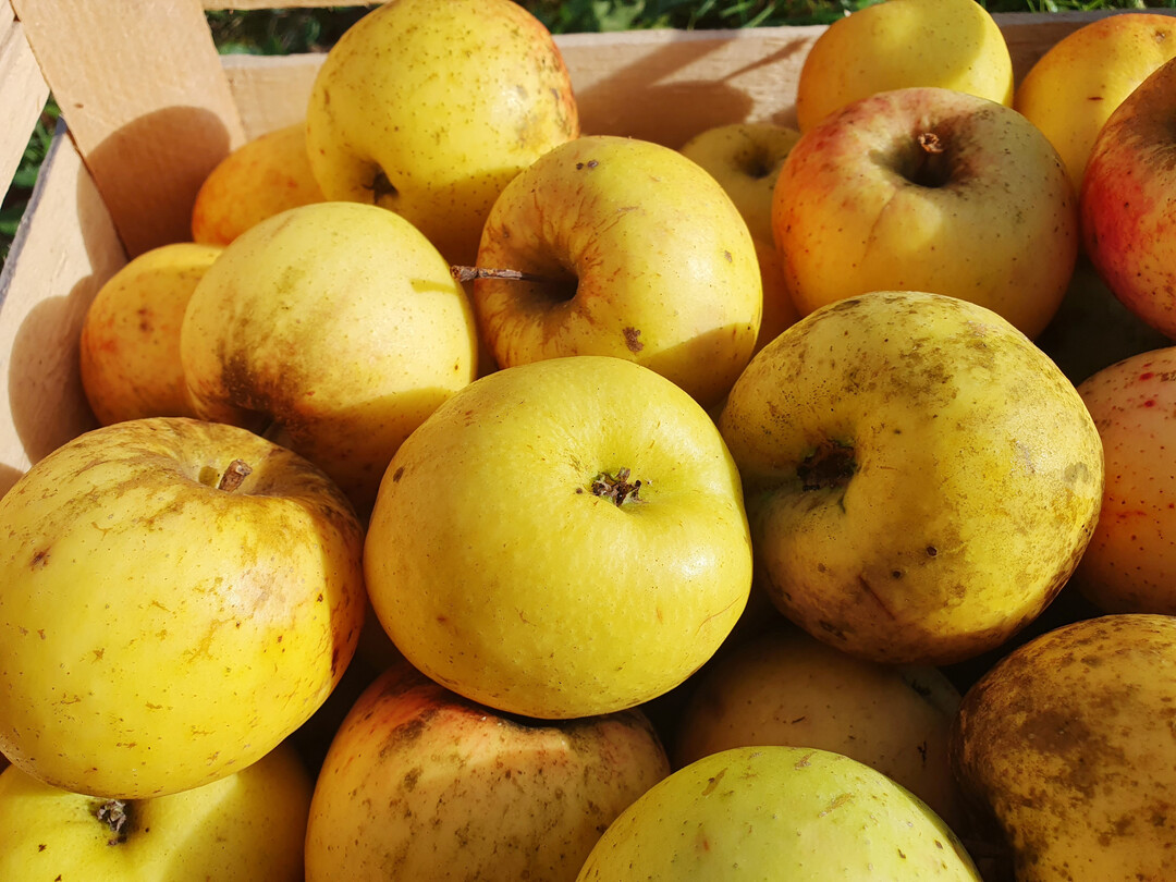 Der ‘Bittenfelder’ stammt aus Baden-Württemberg und hält sich im Lager bis März. Die Sorte wird häufig als Unterlage für Hochstämme verwendet
