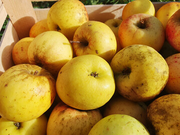 Der ‘Bittenfelder’ stammt aus Baden-Württemberg und hält sich im Lager bis März. Die Sorte wird häufig als Unterlage für Hochstämme verwendet