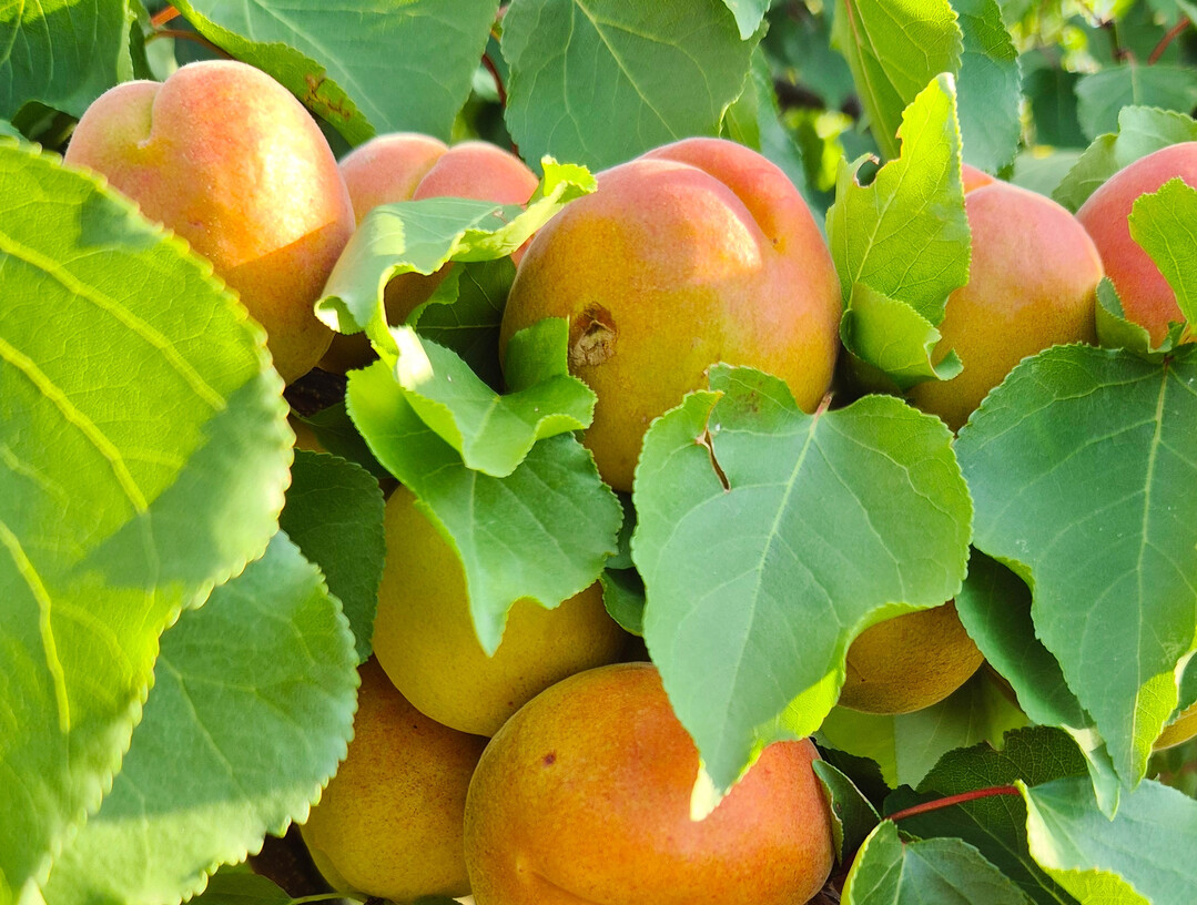 Nur selten tragen Aprikosen so viele Früchte, dass man ausdünnen muss