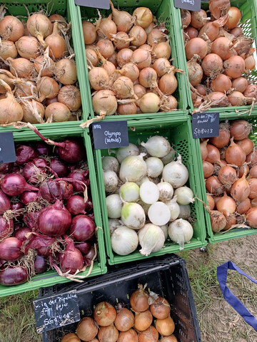 Es lohnt sich, Zwiebeln im Garten anzubauen. Sie sind nicht nur in der Kche beliebt, sondern knnen in verschiedenen Anwendungen gerade in der Erkltungszeit als gesundheitsfrdernd genutzt werden.