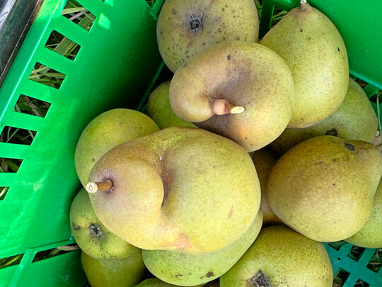 Auch die Birnenernte liegt in diesem Jahr über dem zehnjährigen Durchschnitt.