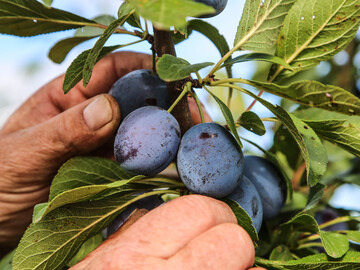 Fr die Ernte 2020 werden in der Schweiz inklusiv der Frhsorten 4 042 Tonnen Zwetschgen erwartet